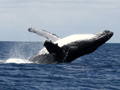 Balena Megattera salto